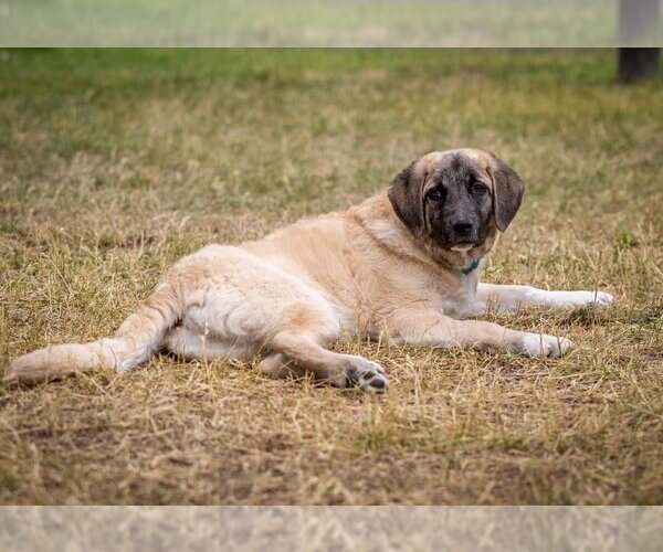 Medium Photo #5 Anatolian Shepherd-Unknown Mix Puppy For Sale in Plymouth, MN, USA