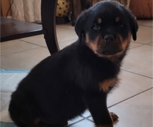 Rottweiler Puppy for sale in JURUPA VALLEY, CA, USA