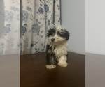 Small #31 Havanese