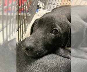 Labrador Retriever Dogs for adoption in Conroe, TX, USA