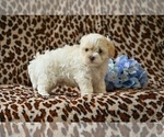 Small #7 ShihPoo