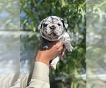 Puppy Baby stitch jr French Bulldog