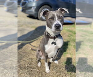 Blue Steele - Male Mutt Dog for Adoption - Photo #5