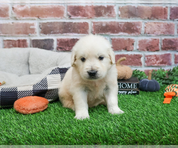 Medium Photo #4 English Cream Golden Retriever Puppy For Sale in SYRACUSE, IN, USA