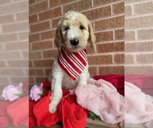 Goldendoodle Puppy for sale in SHERMAN, TX, USA