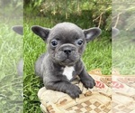 Small #2 French Bulldog