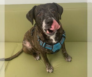 Sheba  [bonded to Bambi] - Female Mutt Dog for Adoption - Photo #7