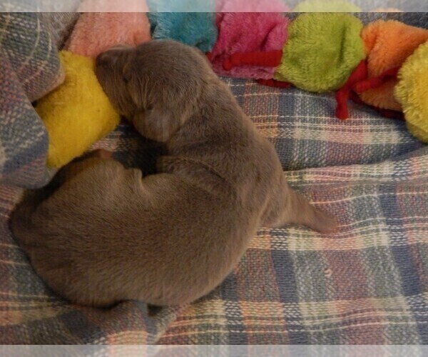 Medium Photo #120 Great Dane Puppy For Sale in SPRAGGS, PA, USA