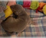 Small Photo #120 Great Dane Puppy For Sale in SPRAGGS, PA, USA