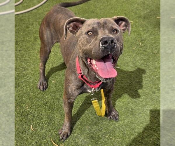 Medium Photo #1 Mutt Puppy For Sale in Las Vegas, NV, USA