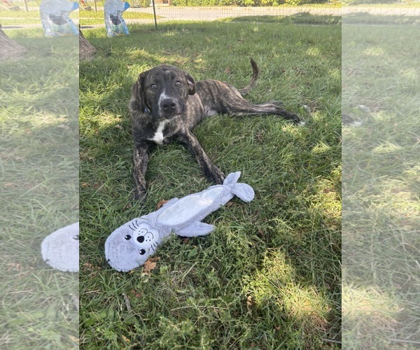 Medium Photo #4 Mastiff-Unknown Mix Puppy For Sale in SHERBURNE, NY, USA