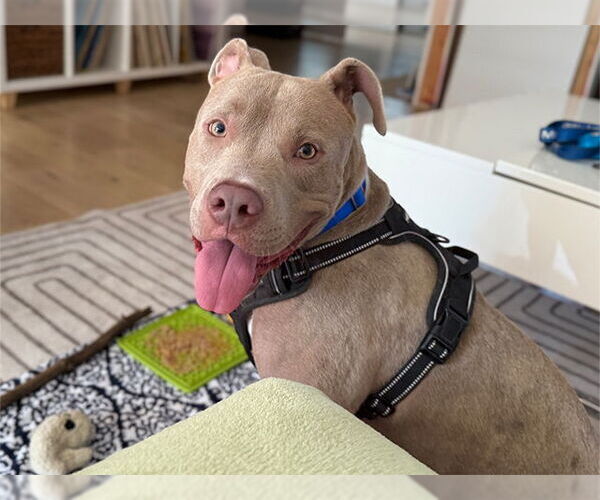 Medium Photo #3 American Pit Bull Terrier Puppy For Sale in Pasadena, CA, USA