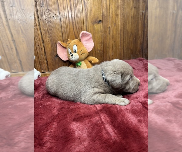 Medium Photo #7 Labrador Retriever Puppy For Sale in NEOLA, WV, USA