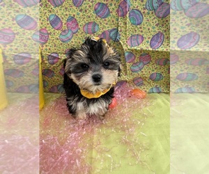 Shih-Poo Puppy for sale in LANCASTER, MO, USA