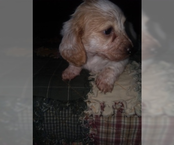 Medium Photo #4 Dachshund Puppy For Sale in HAMILTON, MO, USA