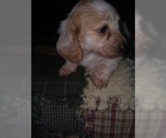 Small Photo #4 Dachshund Puppy For Sale in HAMILTON, MO, USA