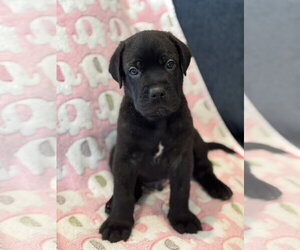 Charlotte's Puppy Tucker - Male Labrador Retriever-Unknown Mix Dog for Adoption - Photo #7