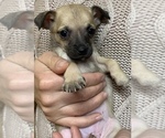 Small Photo #1 Chihuahua Puppy For Sale in PORTLAND, OR, USA