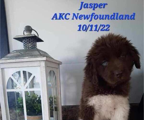 Medium Photo #1 Newfoundland Puppy For Sale in SHIPSHEWANA, IN, USA