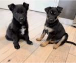 Small #3 German Shepherd Dog Mix