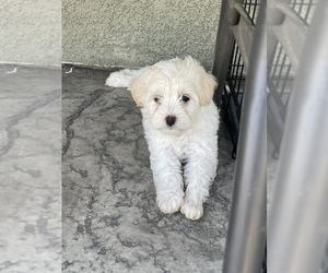 Maltipoo Puppy for sale in MANTECA, CA, USA