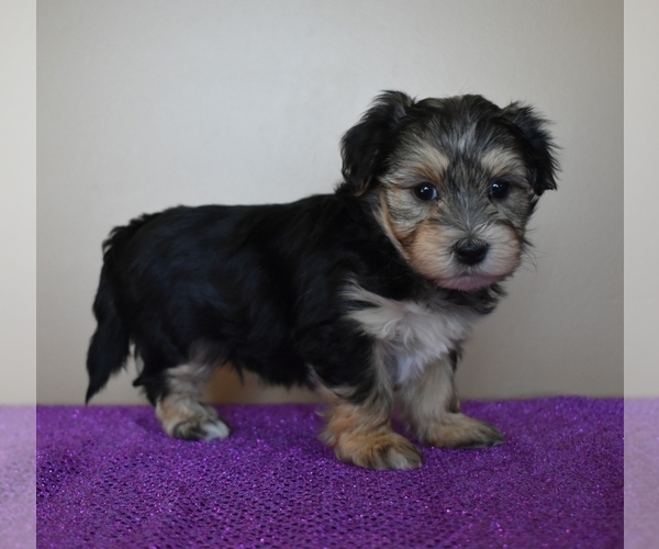 Medium Photo #6 Morkie Puppy For Sale in DOWNING, MO, USA