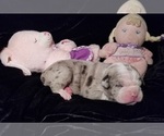 Small Photo #2 Olde English Bulldogge Puppy For Sale in LOUISVILLE, KY, USA