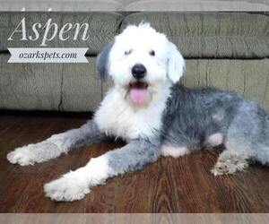 Mother of the Sheepadoodle puppies born on 12/24/2019
