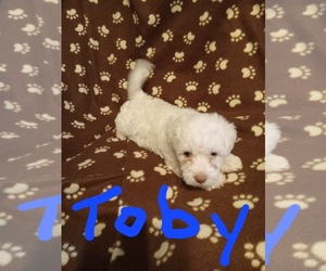 Morkie-Poodle (Miniature) Mix Puppy for sale in GOLDTHWAITE, TX, USA