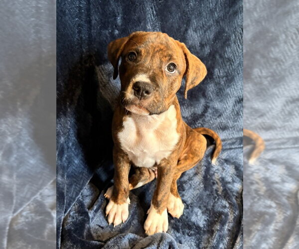 Medium Photo #3 Mutt Puppy For Sale in Candler, NC, USA