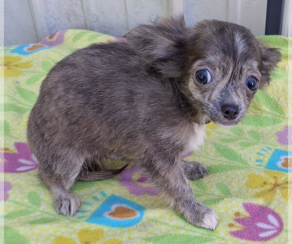 Medium Photo #4 Chihuahua Puppy For Sale in Mountain View, MO, USA