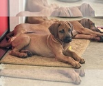 Small #36 Rhodesian Ridgeback