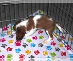 Small Photo #10 Cavalier King Charles Spaniel Puppy For Sale in ORO VALLEY, AZ, USA