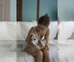 Small Photo #3 Catahoula Leopard Dog-Unknown Mix Puppy For Sale in Oakhurst, NJ, USA