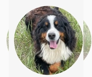 Father of the Bernese Mountain Dog puppies born on 01/24/2024