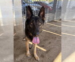 Small #1 German Shepherd Dog