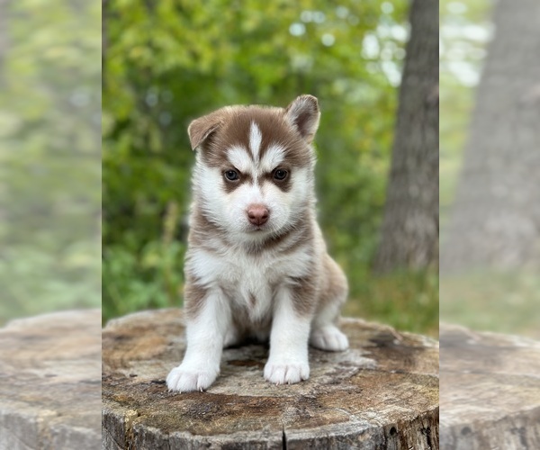 Medium Photo #10 Pomsky Puppy For Sale in STAPLES, MN, USA