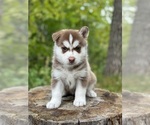 Small Photo #10 Pomsky Puppy For Sale in STAPLES, MN, USA