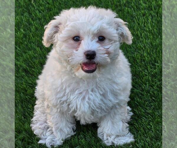Medium Photo #2 Maltipoo (Miniature) Puppy For Sale in San Diego, CA, USA