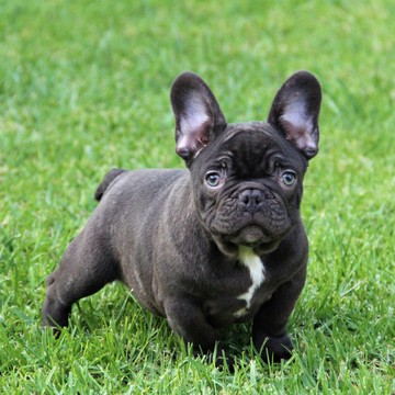 View Ad: French Bulldog Puppy for Sale near California, OJAI, USA. ADN ...