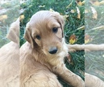 Small Photo #9 Goldendoodle Puppy For Sale in HARRISONBURG, VA, USA