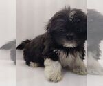 Small Photo #3 Shih Tzu Puppy For Sale in BRANDON, FL, USA