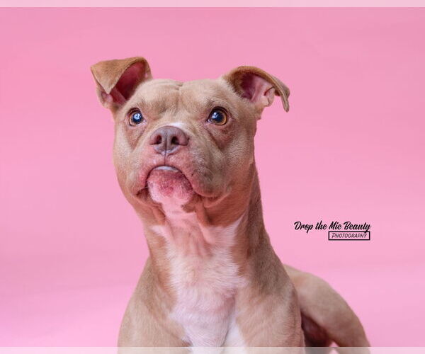 Medium Photo #6 American Pit Bull Terrier-Unknown Mix Puppy For Sale in Crete, IL, USA