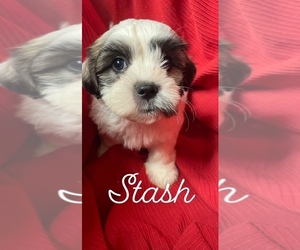 Mal-Shi-Shih Tzu Mix Puppy for sale in JEFFERSONVILLE, IN, USA