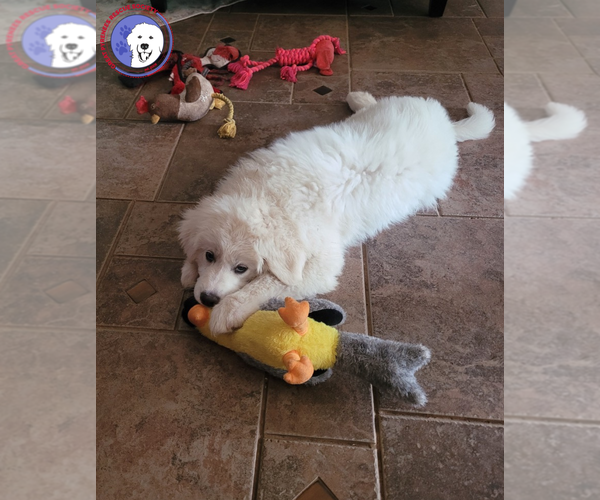 Medium Photo #5 Great Pyrenees Puppy For Sale in Spring, TX, USA