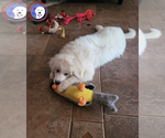 Small #4 Great Pyrenees