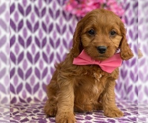 Cavalier King Charles Spaniel-Poodle (Toy) Mix Puppy for sale in RED LION, PA, USA