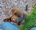 Small Photo #4 Labrador Retriever Puppy For Sale in FLAGLER, CO, USA