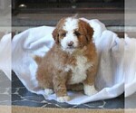 Small Photo #1 Miniature Bernedoodle Puppy For Sale in FREDERICKSBRG, PA, USA