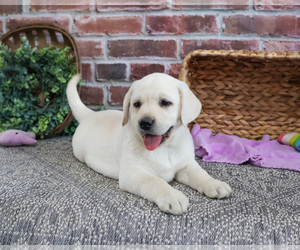 Labrador Retriever Puppy for sale in SYRACUSE, IN, USA